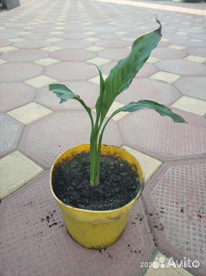 Спатифиллум