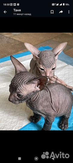 Кошки донской сфинкс