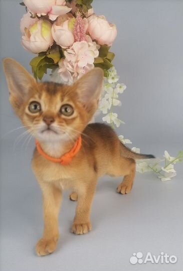 Абиссинская девочка