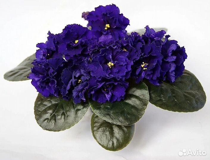 Взрослые сортовые цветущие фиалки и черенки