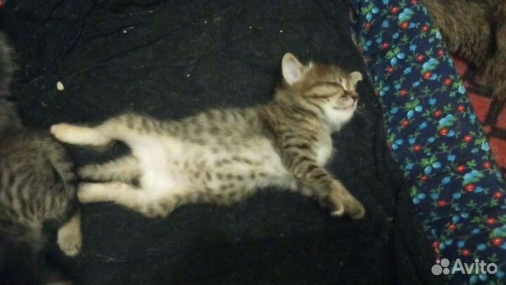 Котята добрые руки