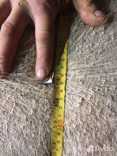 Хряк кантор (Дюрок+ Пьетрен)