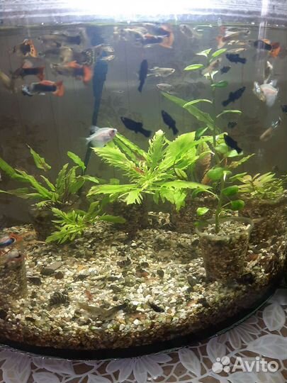 Аквариумные рыбки