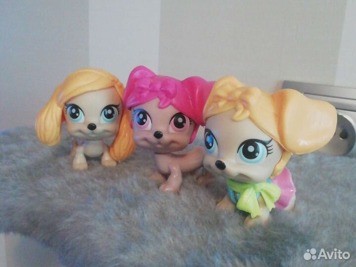 Свит боксы и три собачки