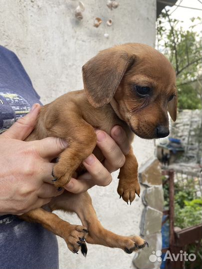 Щенок помесь таксы