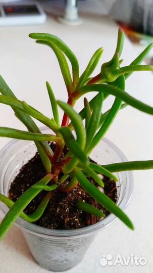 Редкий цветущий суккулент Местоклема