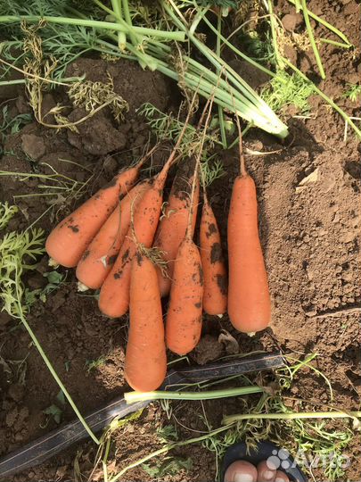 Морковь