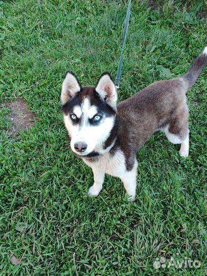 Сибирский хаски