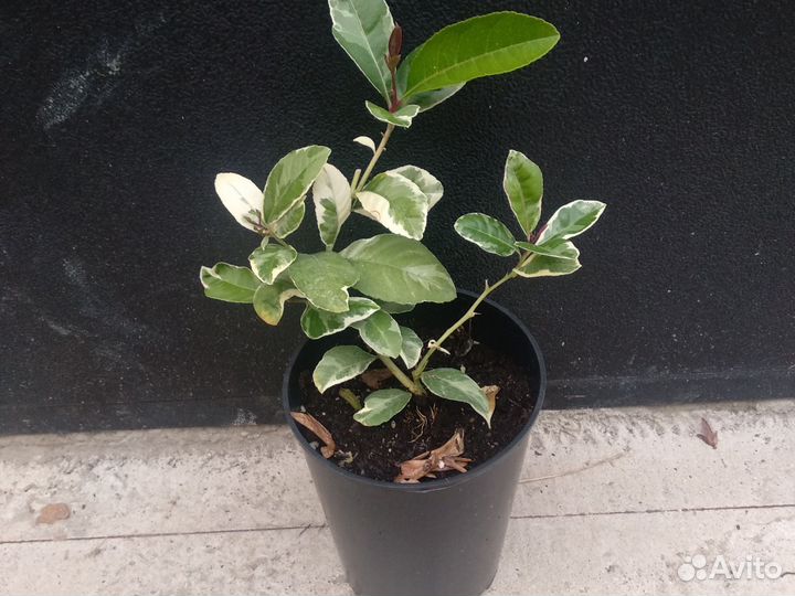 Лимон варегатный Эврика