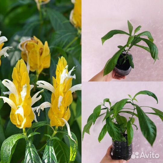 Пахистахис,пеперомия,сциндапсус