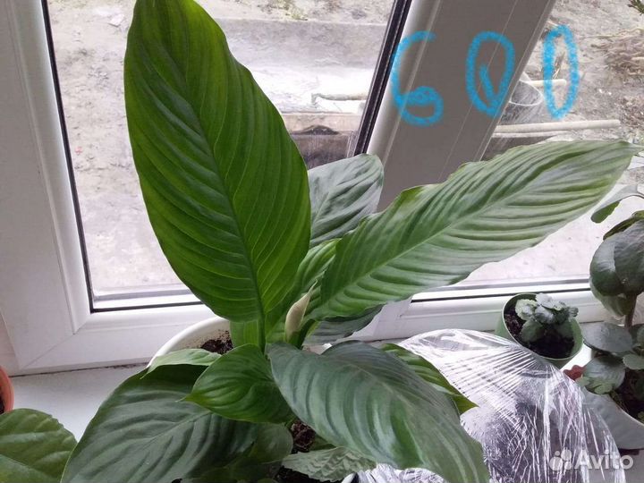 Комнатные цветы