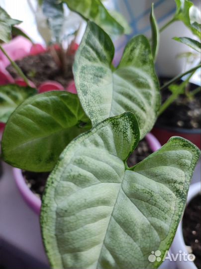 Сингониумы