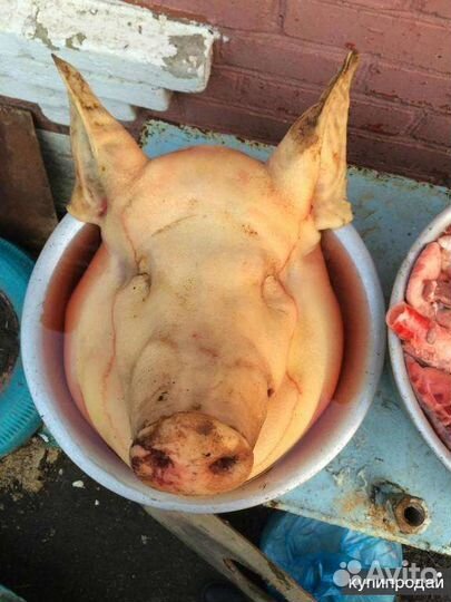 На корм животным