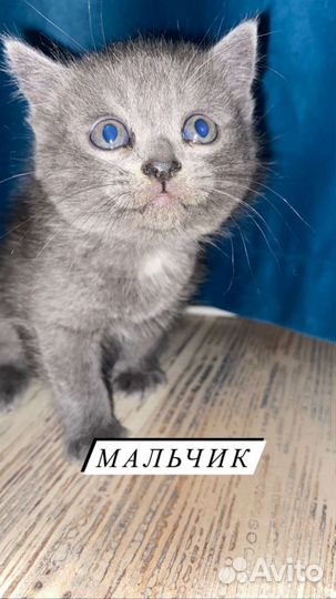 Британские котята смешаные с песпородным