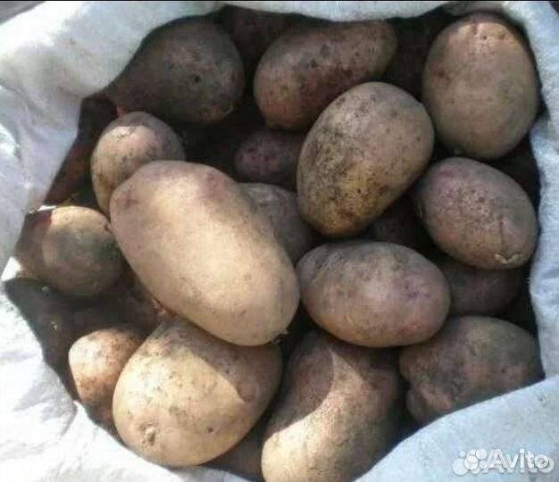 Продам картофель домашний