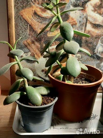 Крассула толстянка