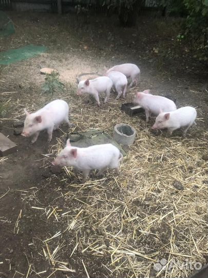 Продаются поросята