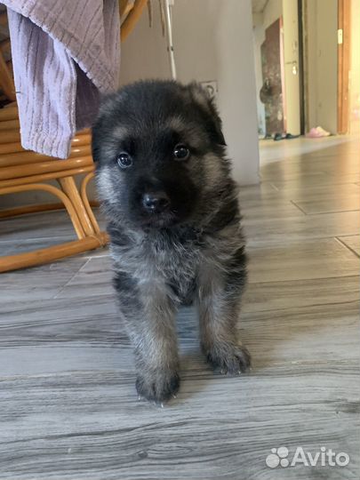 Щенки немецкой овчарки