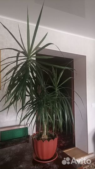 Драцена комнатная