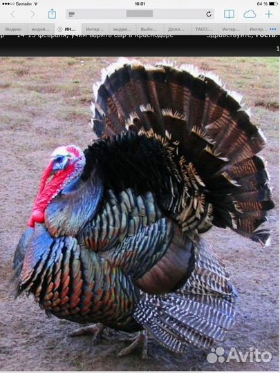 Индейка бронзовая