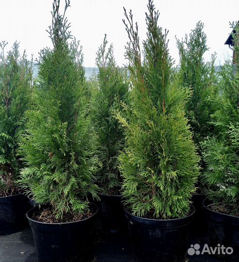 Туя Смарагд 100-120см