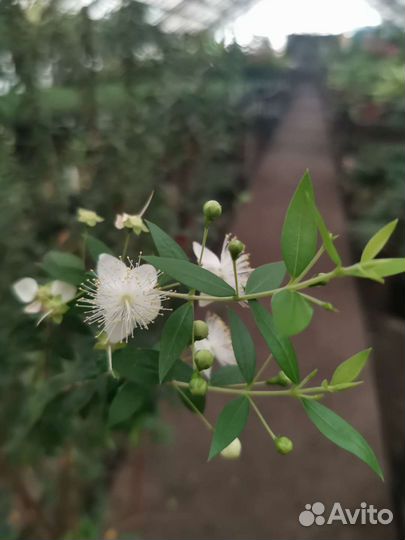 Миртовое дерево