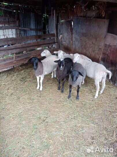 Бараны дорпер