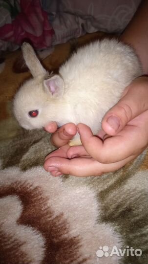 Декоративные кролики