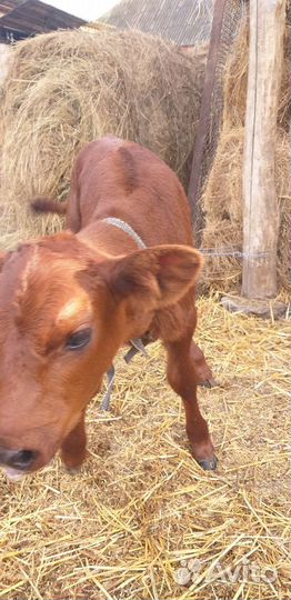 Телёнок. Телка