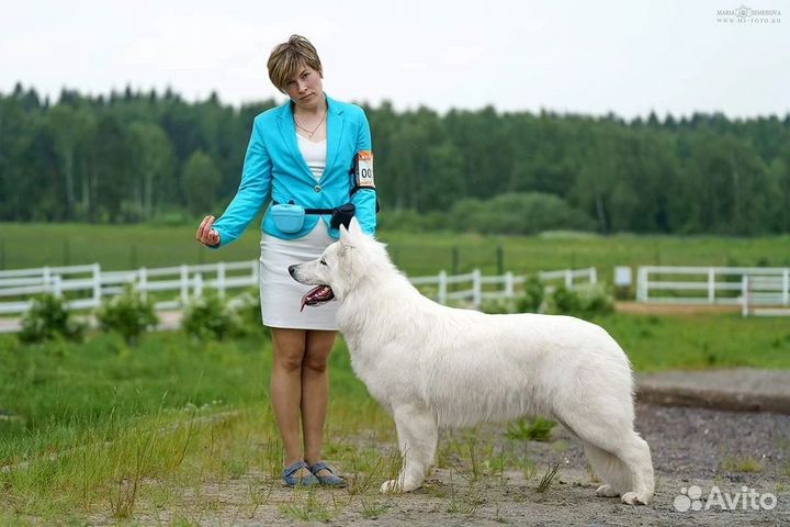 Щенки бшо, Белая швейцарская овчарка щенки