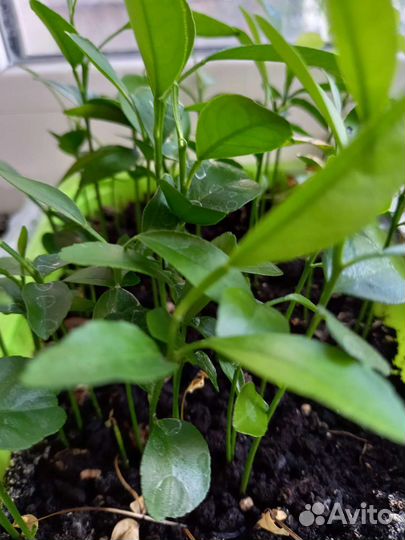 Ростки мандарина, лимона