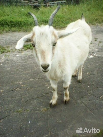 Козочка молодая 9 мес