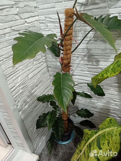 Филодендрон карамель плуто
