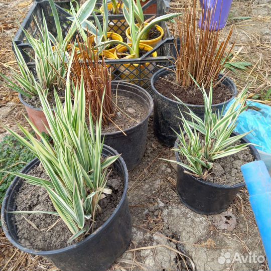 Декоративная трава и кустарники