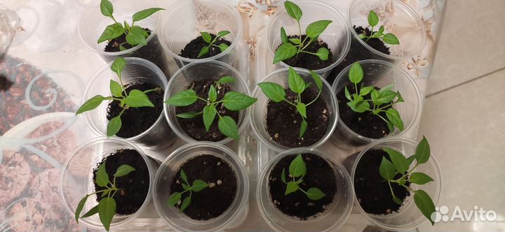 Рассада острого перца