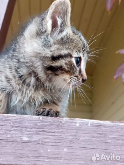 Совсем крошка котёнок мальчик