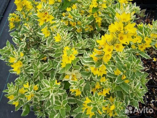 Многолетники окс, список в тексте, Саженцы