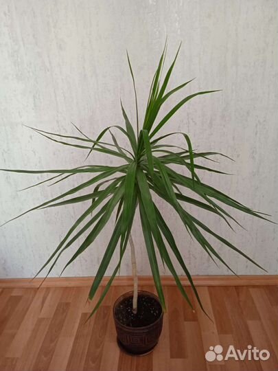 Драцена 1 метр
