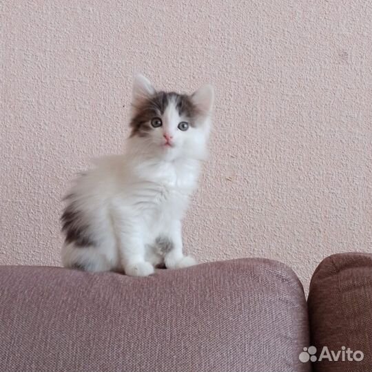 Котята в добрые руки бесплатно