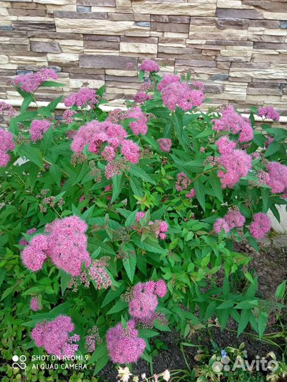 Спиреи, барбарисы, сирени, хвойники