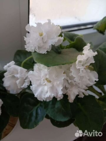 Фиалка в горшках