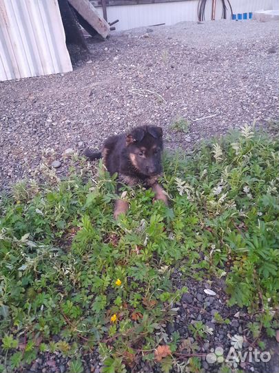 Немецкая овчарка