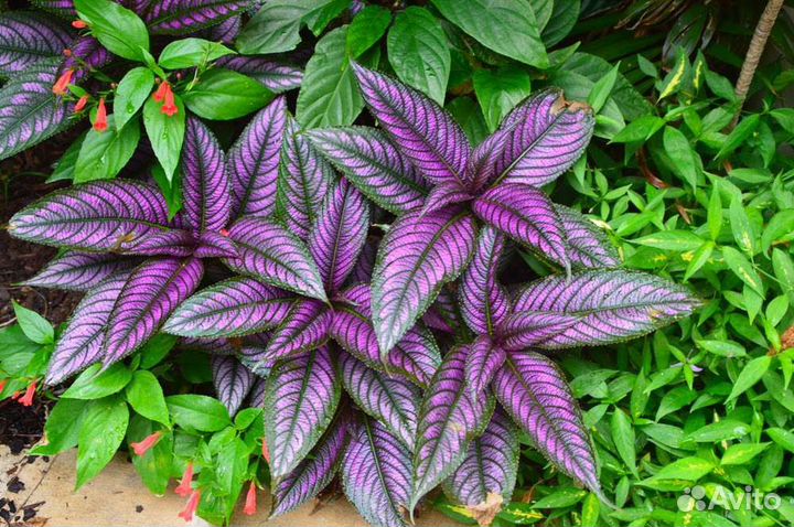 Стробилантес Дайера, гинура вариегатная