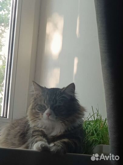 Кот на вязку