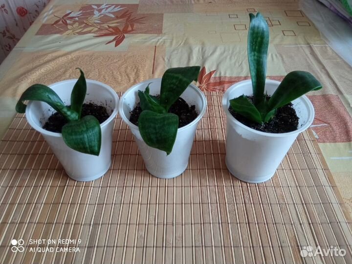 Сансевьера/ Сансевиерия Ханни (яйцелистная) - моло