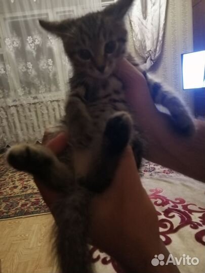 Кошки в добрые руки бесплатно