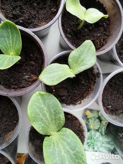 Рассада овощей и цветов