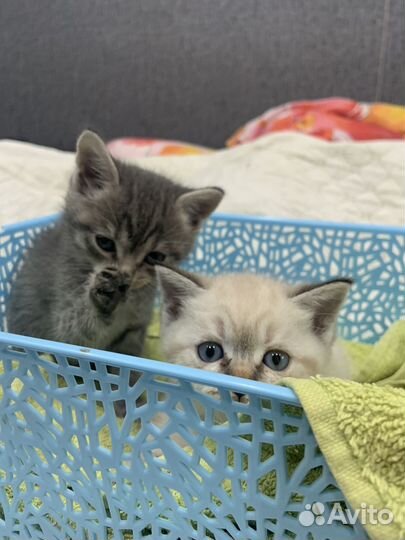 Шотландская