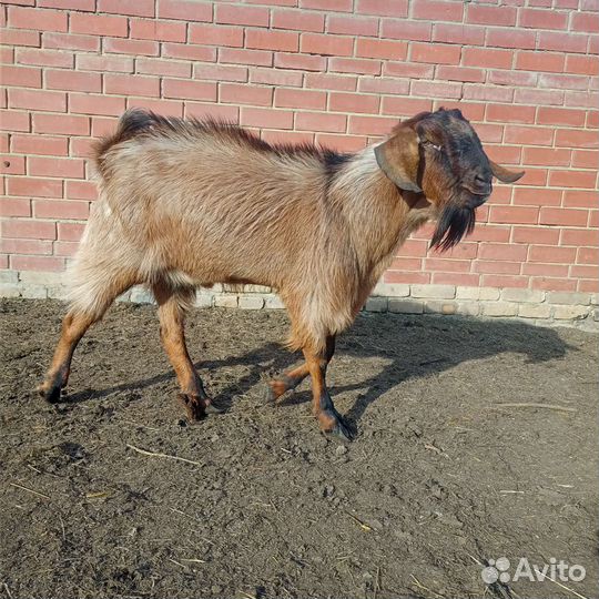 Козел нубийский