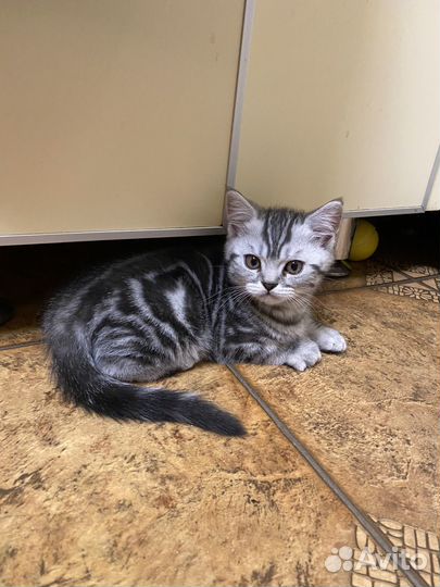 Шотландский котик